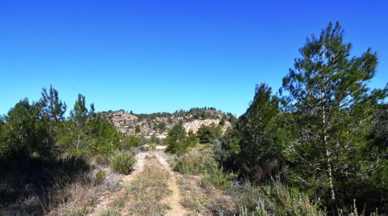 Tarragona - Ascó - 24000m2