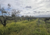 Terreno no urbanizable en venta en la España, Benimodo, ref: TR392598 foto