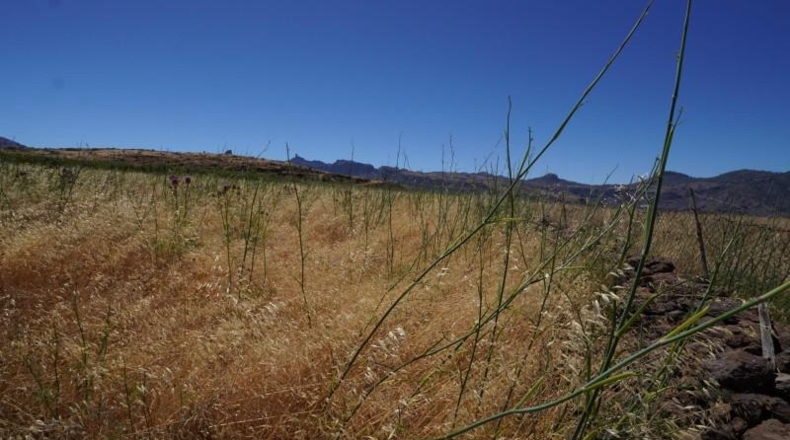 Las Palmas - Artenara - 25008m2