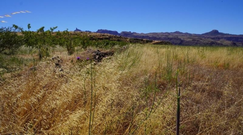 Las Palmas - Artenara - 25008m2