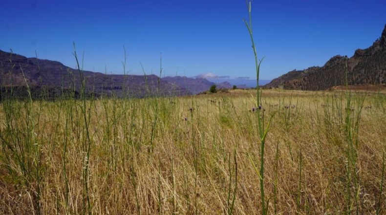 Las Palmas - Artenara - 25008m2