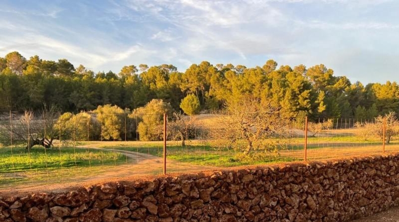Islas Baleares - Porreras - 23285m2