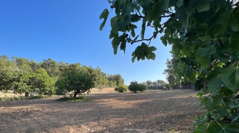 Islas Baleares - Porreras - 23285m2