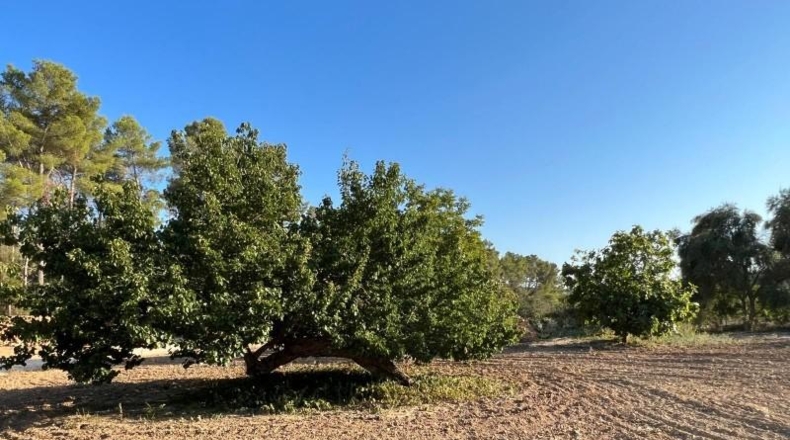 Islas Baleares - Porreras - 23285m2