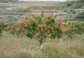 Suelo urbano en venta en la España, Salobreña, ref: TR403079 foto