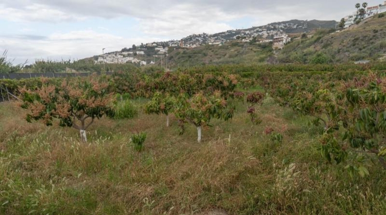Granada - Salobreña - 23233m2