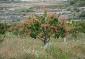 Suelo urbano en venta en la España, Salobreña, ref: TR403079 foto