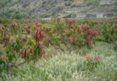 Suelo urbano en venta en la España, Salobreña, ref: TR403079 foto