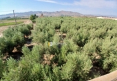 Terreno no urbanizable en venta en Huércal-Overa ref: TR416753 foto