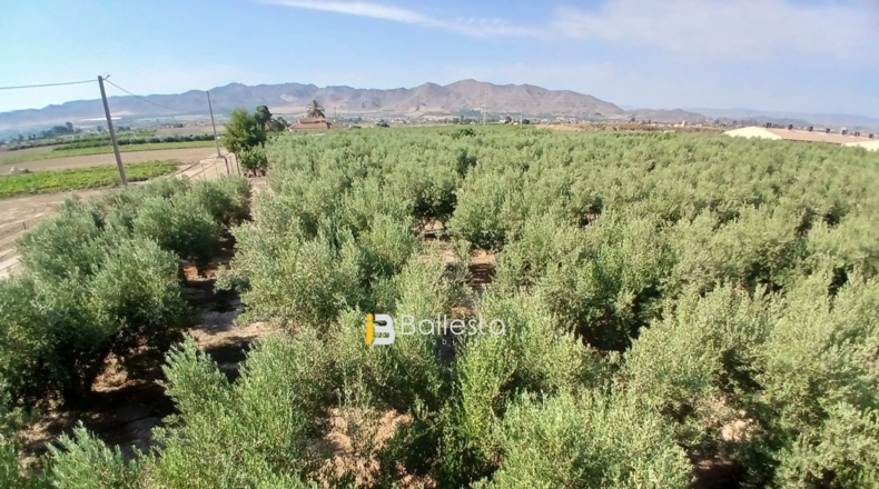 Almería - Huércal-Overa - 8125m2