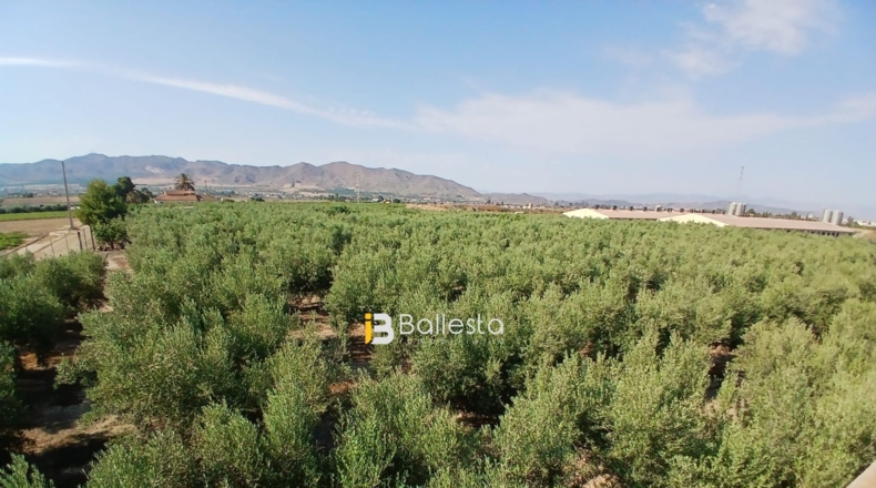 Almería - Huércal-Overa - 8125m2