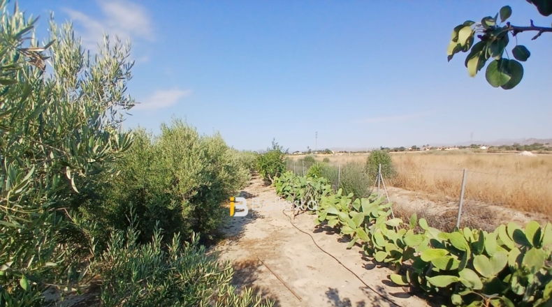 Almería - Huércal-Overa - 8125m2