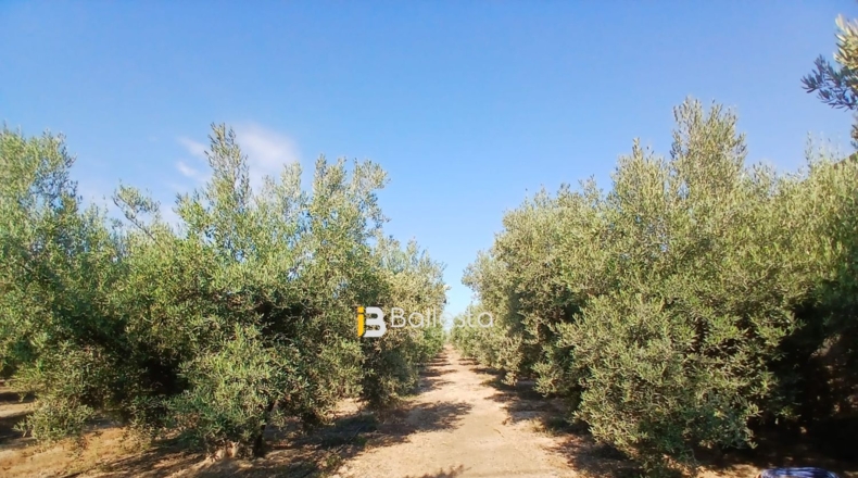 Almería - Huércal-Overa - 8125m2