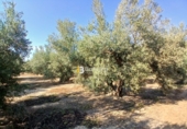 Terreno no urbanizable en venta en Huércal-Overa ref: TR416753 foto
