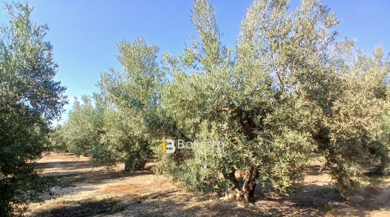 Almería - Huércal-Overa - 8125m2