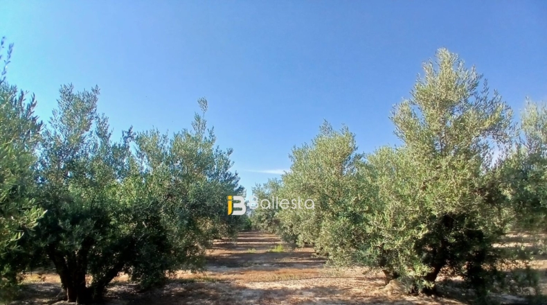 Almería - Huércal-Overa - 8125m2