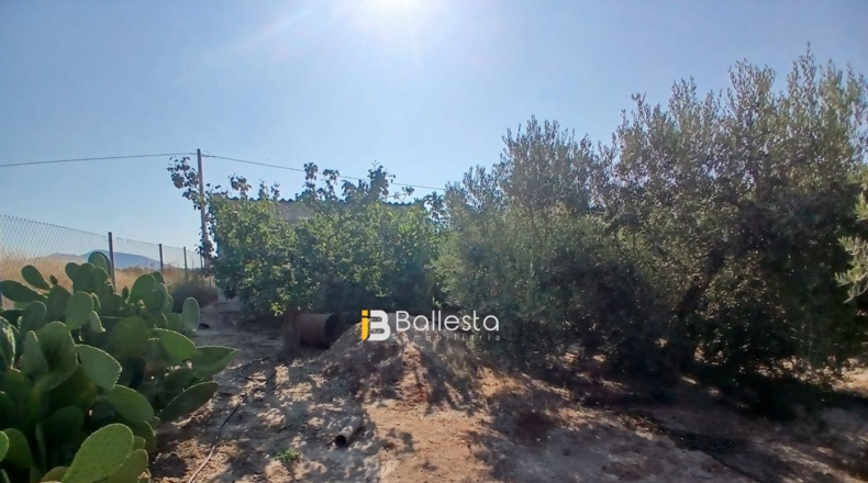 Almería - Huércal-Overa - 8125m2