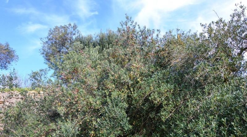 Tarragona - la Fatarella - 10100m2