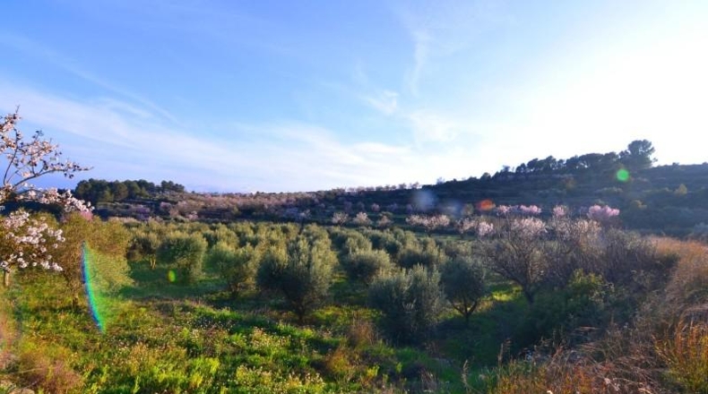 Tarragona - Corbera d'Ebre - 26100m2