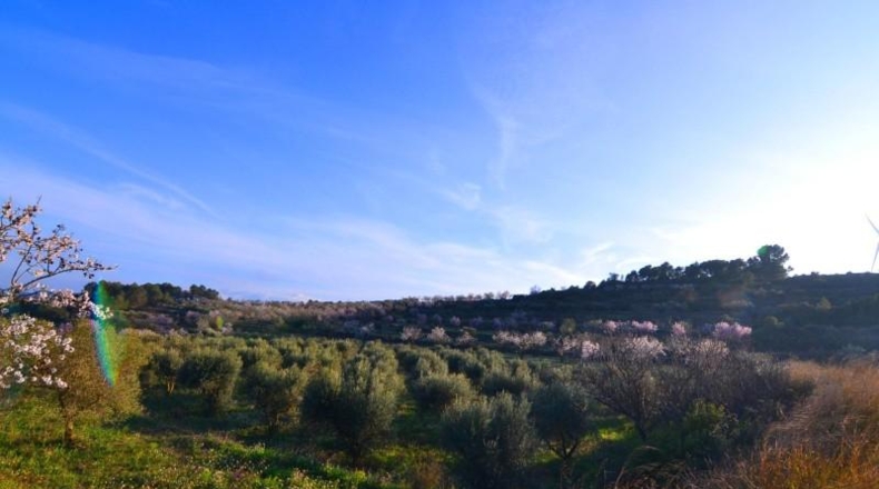 Tarragona - Corbera d'Ebre - 26100m2