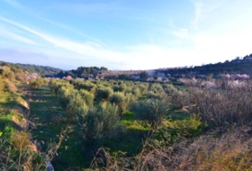Corbera d'Ebre 26100&nbsp;m²