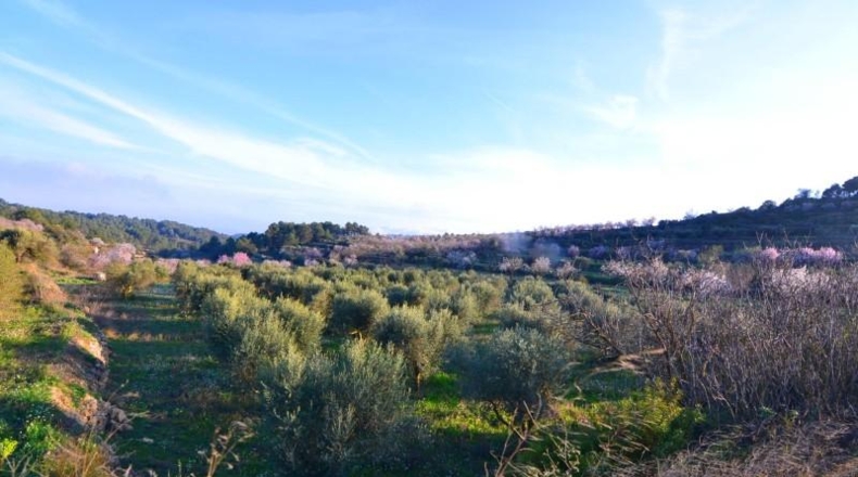 Tarragona - Corbera d'Ebre - 26100m2