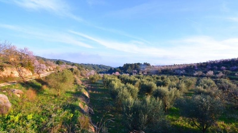 Tarragona - Corbera d'Ebre - 26100m2