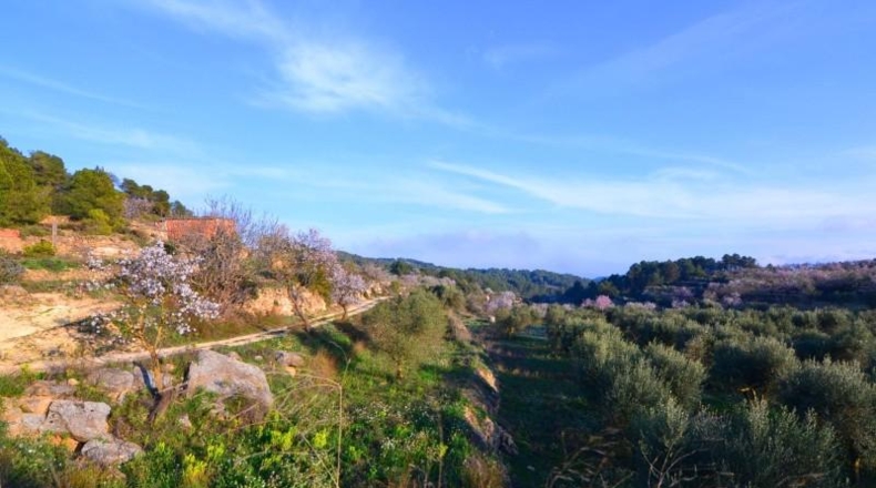 Tarragona - Corbera d'Ebre - 26100m2