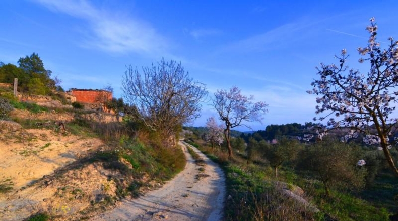 Tarragona - Corbera d'Ebre - 26100m2