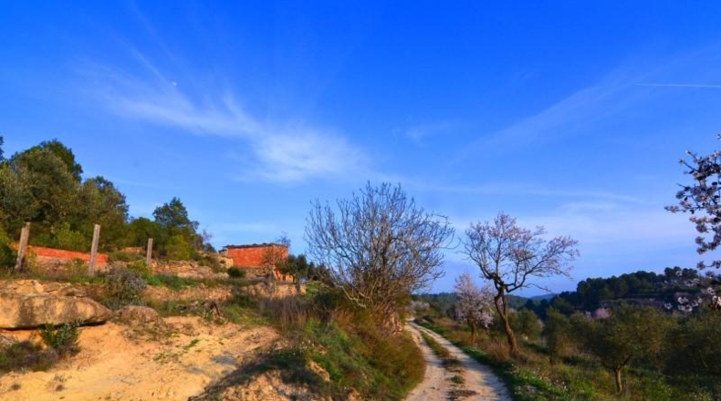 Tarragona - Corbera d'Ebre - 26100m2