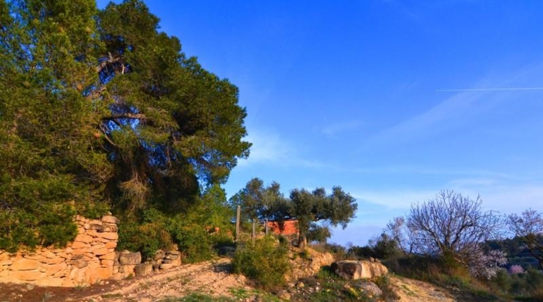 Tarragona - Corbera d'Ebre - 26100m2