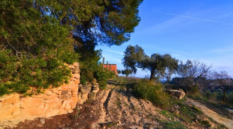 Tarragona - Corbera d'Ebre - 26100m2