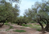 Chalet independiente con terreno en venta en la España, Roquetes, ref: TR416814 foto