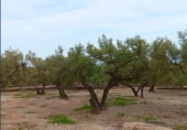 Chalet independiente con terreno en venta en la España, Roquetes, ref: TR416814 foto