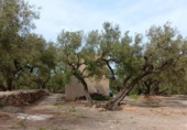 Chalet independiente con terreno en venta en la España, Roquetes, ref: TR416814 foto