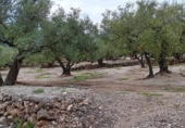 Chalet independiente con terreno en venta en la España, Roquetes, ref: TR416814 foto