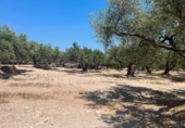 Chalet independiente con terreno en venta en la España, Roquetes, ref: TR416814 foto