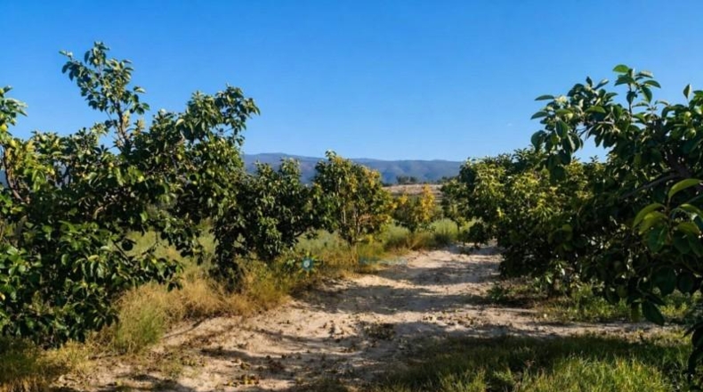 València - Albaida - 33000m2