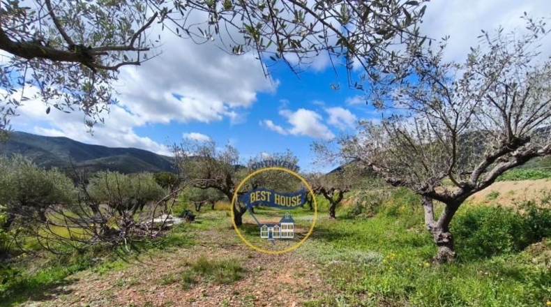 Valencia - Ayelo de Malferit - 2416m2
