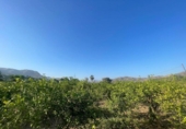 Detached villa with land for sale on España, Marbella, ref: TR417003 photo