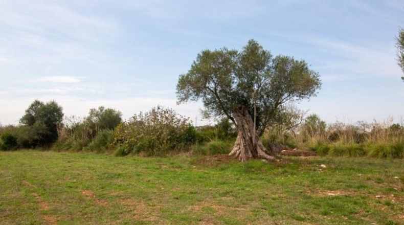 Islas Baleares - Capdepera - 17760m2