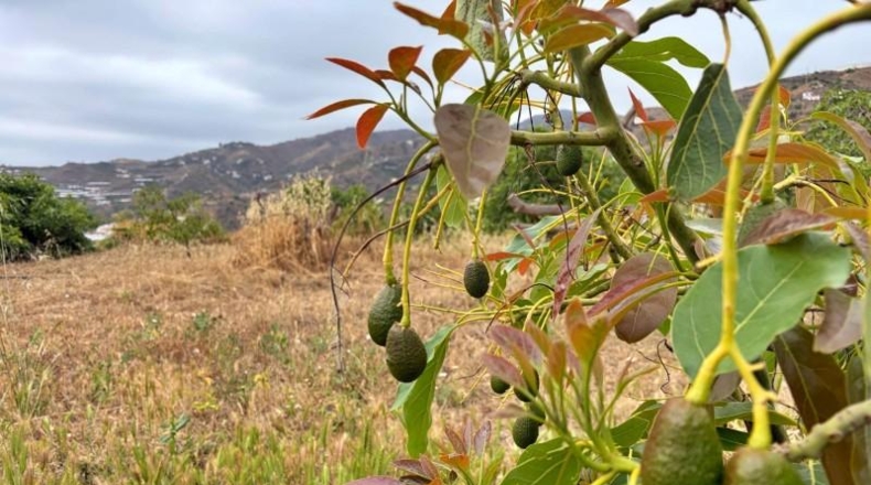 Málaga - Algarrobo - 6000m2