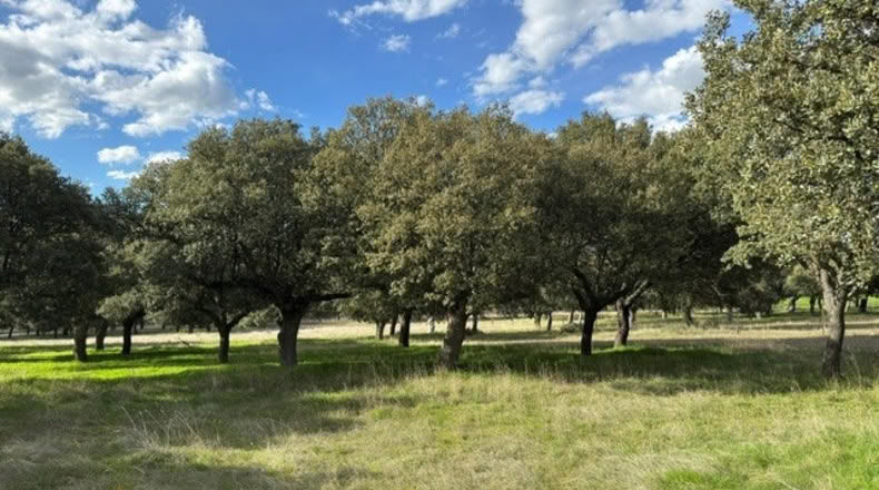 Ávila - Cillán - 33157m2