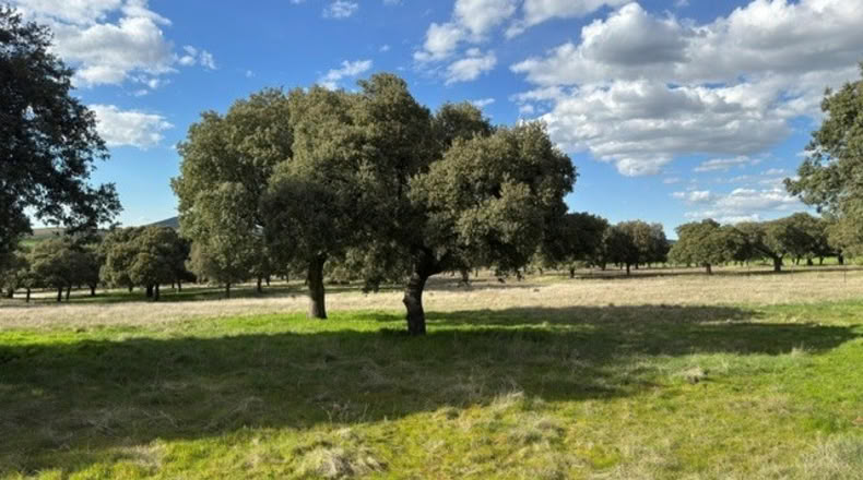 Ávila - Cillán - 33157m2