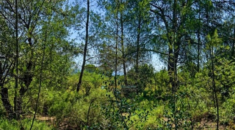 Valencia - Bellús - 6777m2