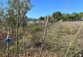 Terreny no urbanitzable en venda a la España, Santa Eugènia, ref.: TR337884 foto