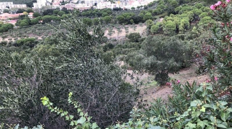 Gerona - Roses - 520m2