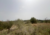 Parcel·la urbanitzable en venda a la España, Muro, ref.: TR130315 foto