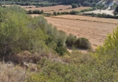 Parcel·la urbanitzable en venda a la España, Muro, ref.: TR130315 foto