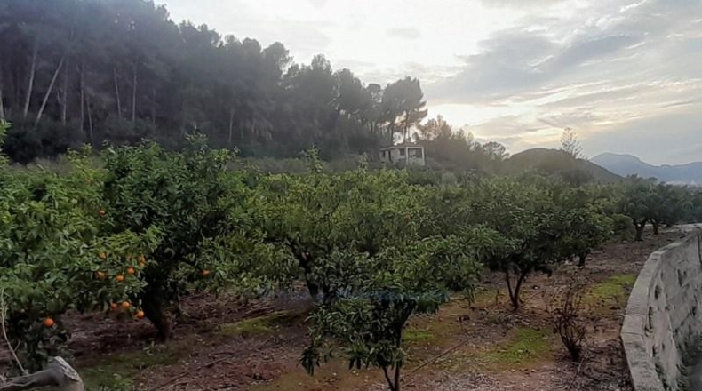 Alicante - Pego - 4637m2